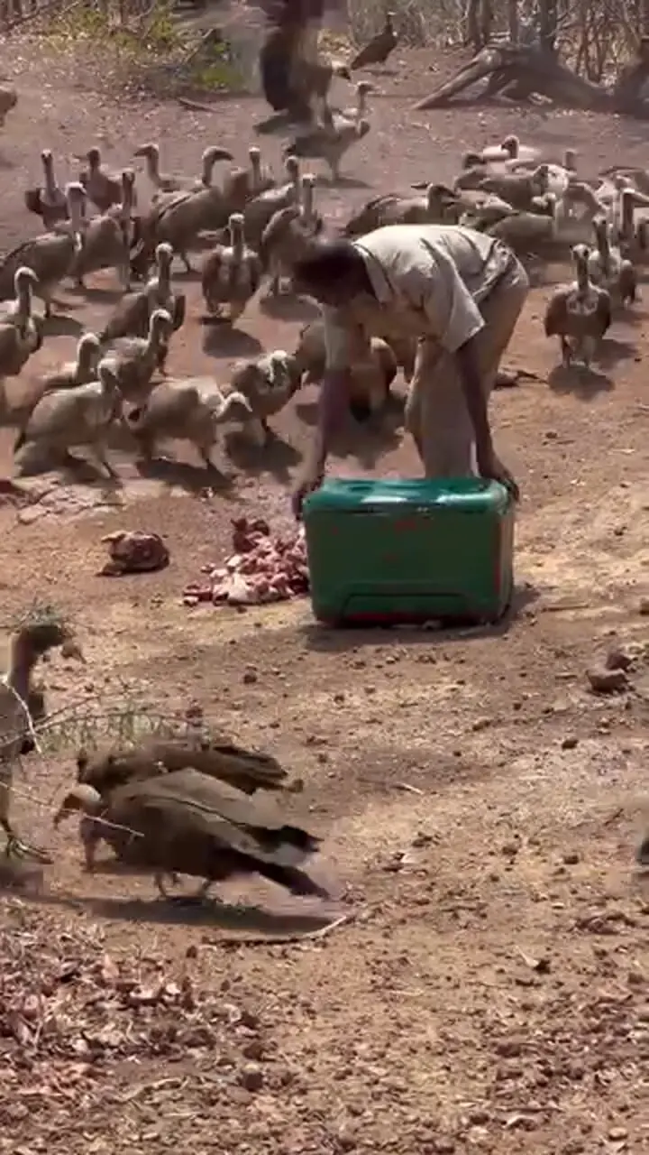 فیلم غذا خوردن دسته جمعی کرکس ها