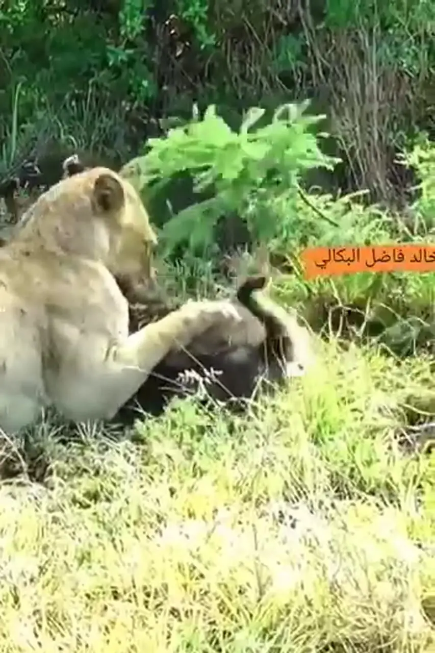 فیلم حمله بی‌رحمانه شیر به میمون